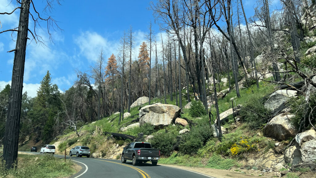 We saw several burnt trees. It's impressive how resilient trees are (Sequoia National Park)