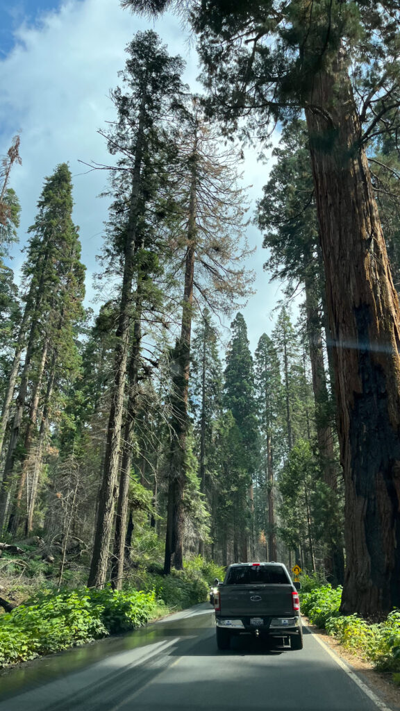 The farther we drove, the larger the trees got (Sequoia National Park)