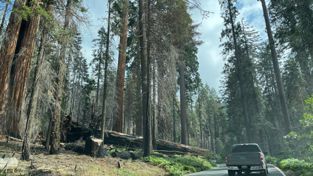 A large, burnt fallen tree (Sequoia National Park)