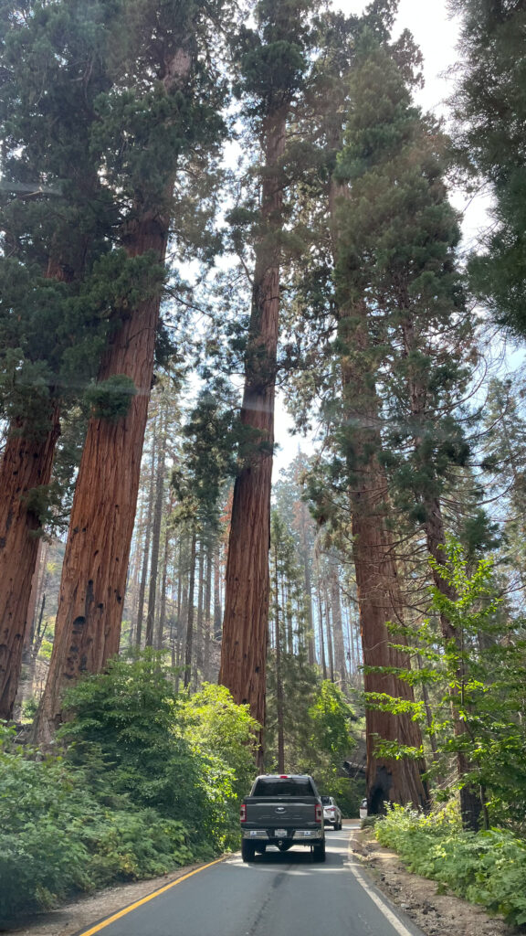 Driving by big, beautiful trees in Sequoia National Park