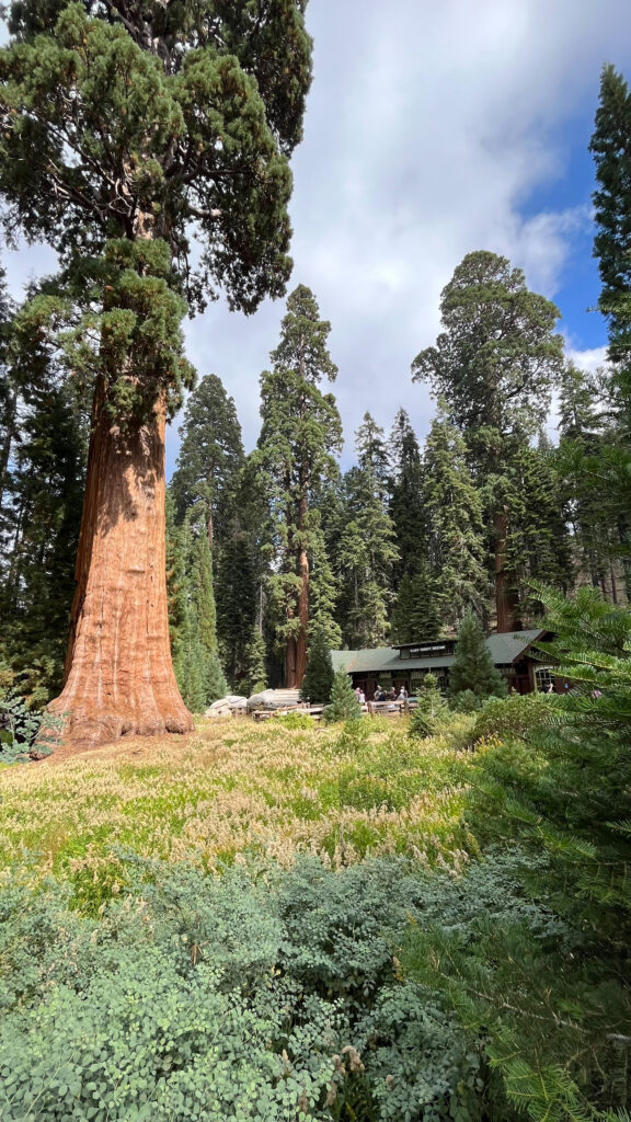 The Giant Forest Museum in Sequoia National Park (it's free!)