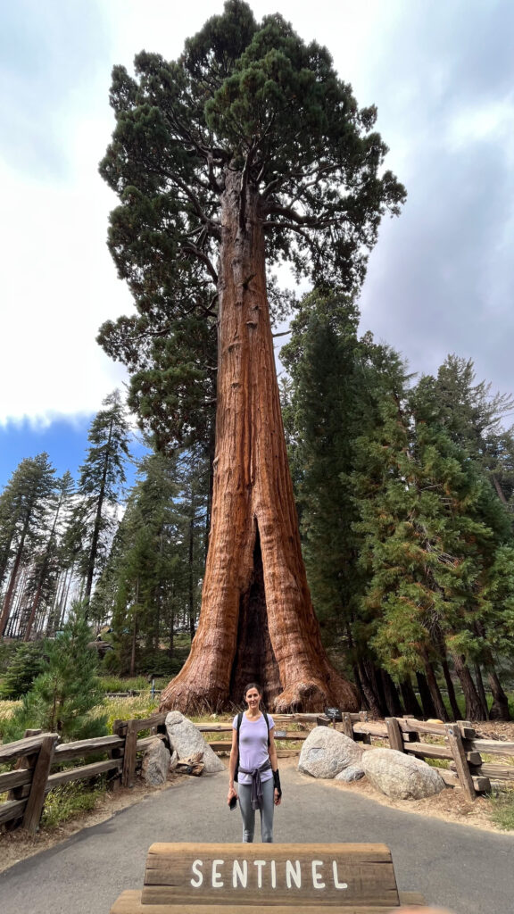 Sentinel, located across from the Giant Forest Museum in Sequoia National Park, is not even one of the top 40 largest giant sequoias in the world, even thought its size is quite impressive