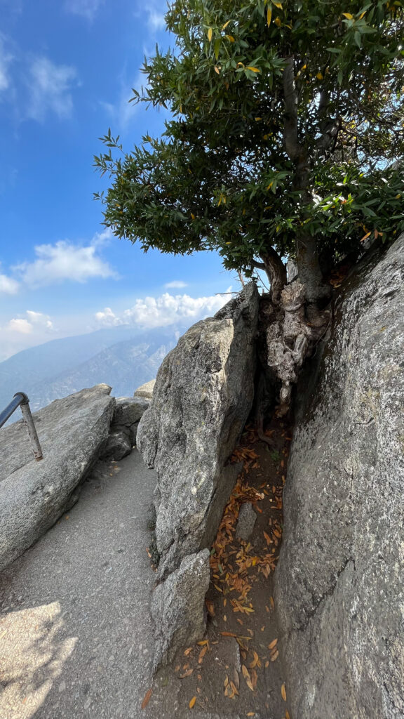 A tree growing on Moro Rock in Sequoia National Park