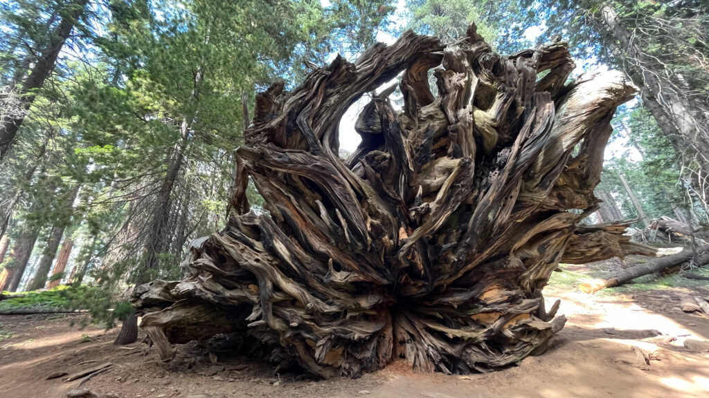 Cool looking fallen tree in Sequoia National Park