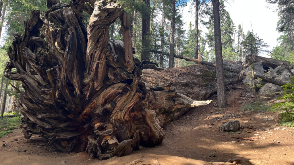 Cool looking fallen tree in Sequoia National Park