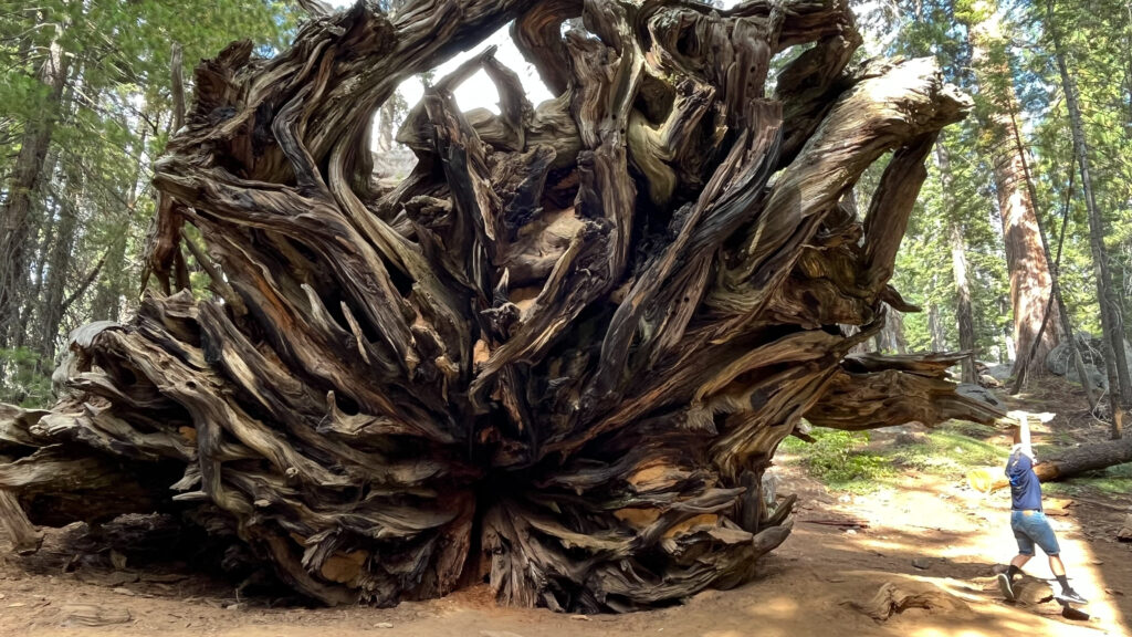 Cool looking fallen tree in Sequoia National Park