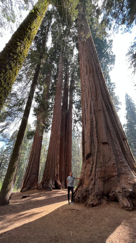 Majestic trees in Sequoia National Park