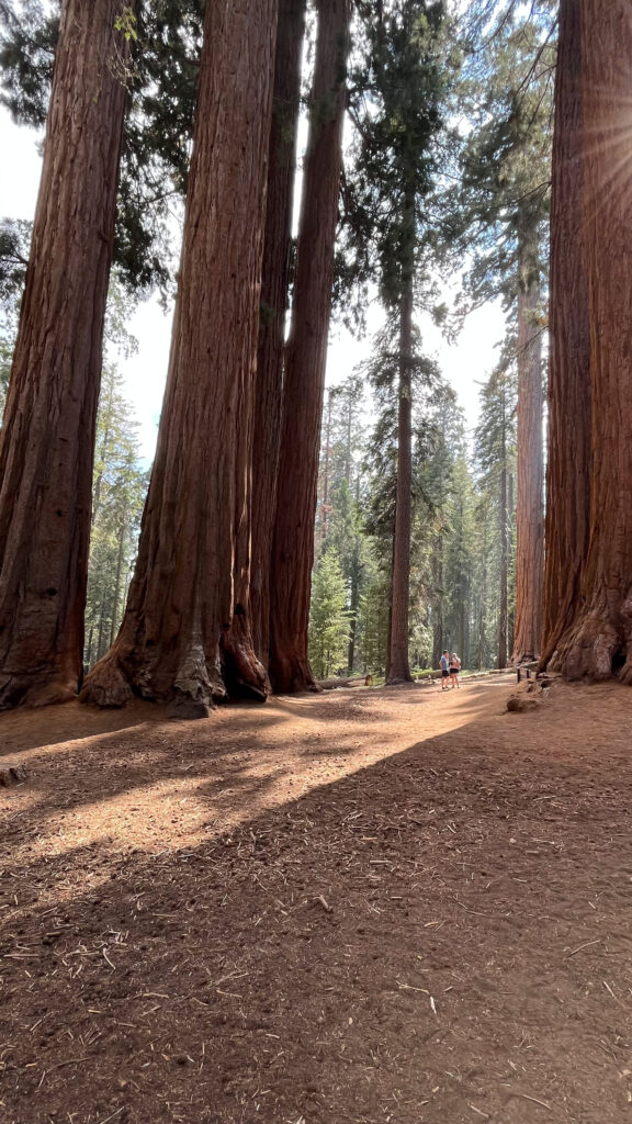 Majestic trees in Sequoia National Park