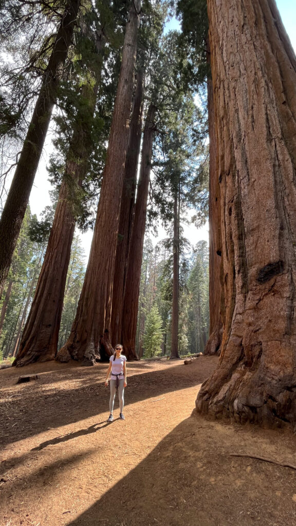 Majestic trees in Sequoia National Park