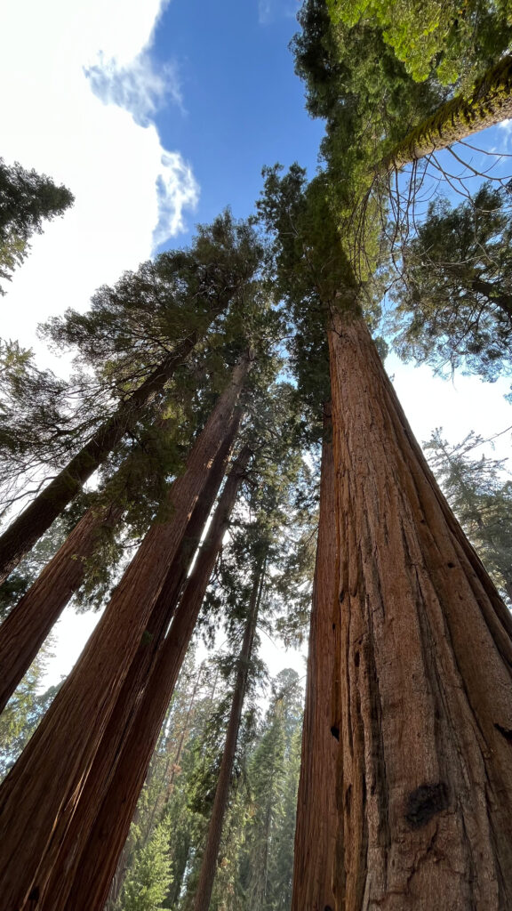 Majestic trees in Sequoia National Park