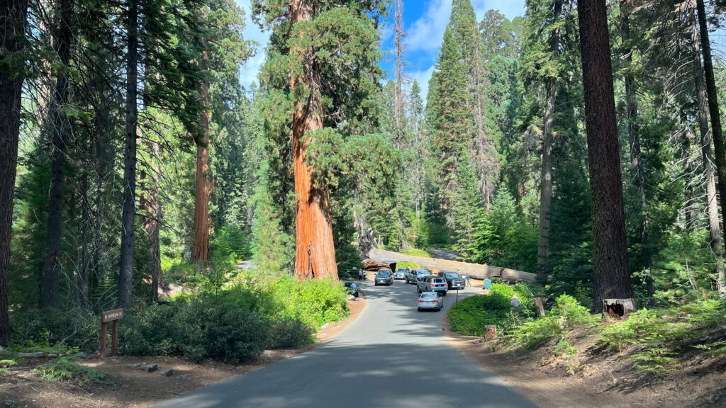 Approaching Tunnel Log in Sequoia National Park