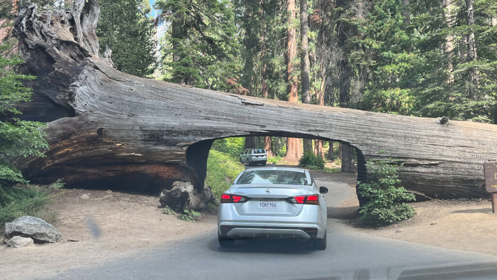 Waiting our turn to drive through Tunnel Log in Sequoia National Park