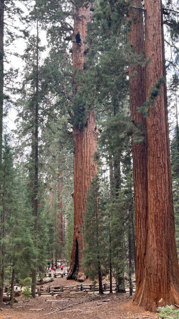 A view from the easy trail that leads to General Sherman Tree in Sequoia National Park