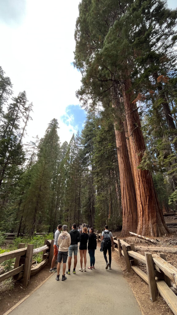 Part of the easy trail that leads to General Sherman Tree in Sequoia National Park