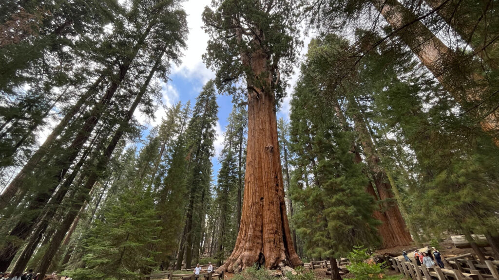 There it is - General Sherman Tree in Sequoia National Park