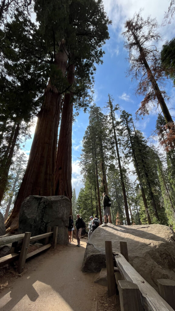 The trail leading back to our car after seeing General Sherman Tree in Sequoia National Park