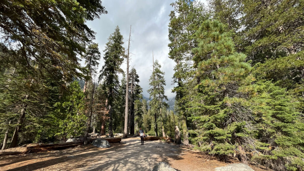 About 21 minutes into our hike on Tokopah Falls Trail in Sequoia National Park. I love the shadows from the trees