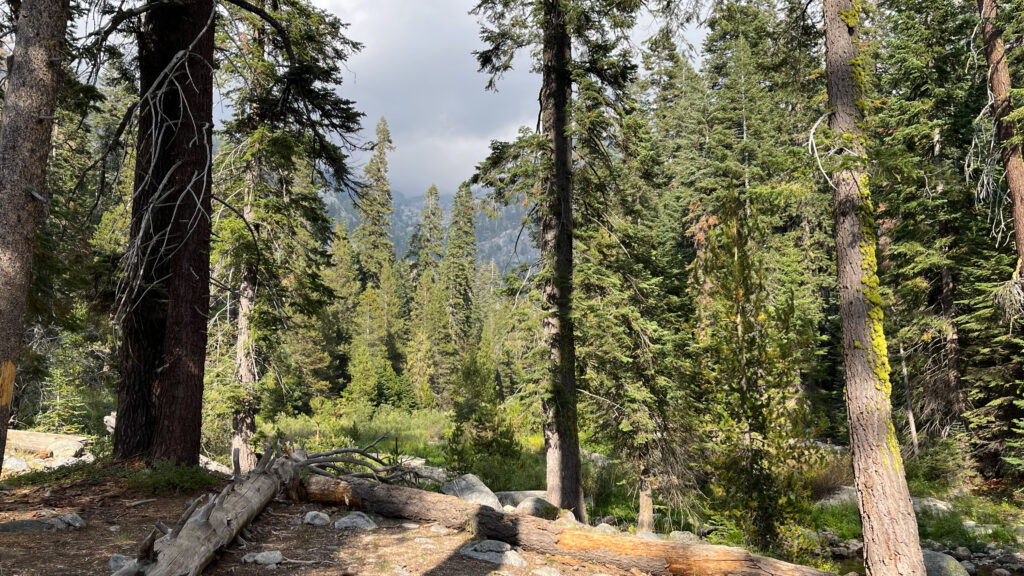 About 22 minutes into our hike on Tokopah Falls Trail in Sequoia National Park.