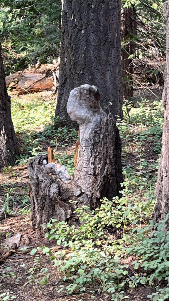 I took a picture of this because I think it looks like a person sitting with their knees up looking at something they're holding. It even looks like there are eyes, nose and a mouth on the part that looks like a head. (Along Tokopah Falls Trail in Sequoia National Park.)