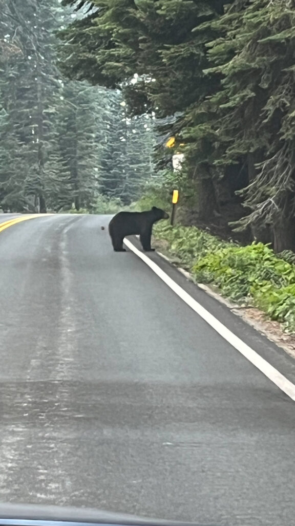 The bear we saw in September in Sequoia National Park during the ride to our hotel. They forage that time of year as they are getting ready for winter