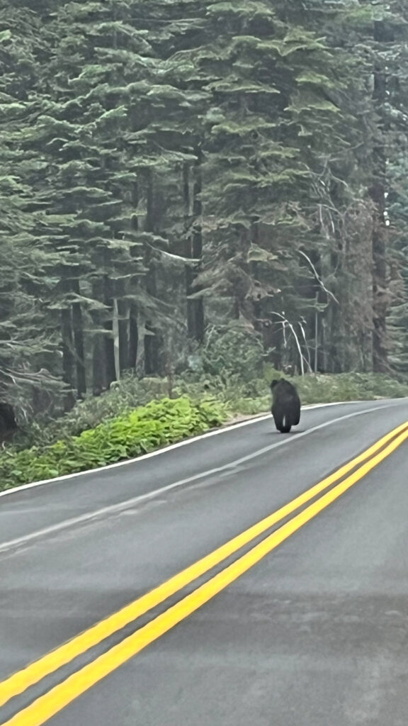 The bear we saw in Sequoia National Park during the ride to our hotel ran away as soon as it saw us. They forage that time of year as they are getting ready for winter