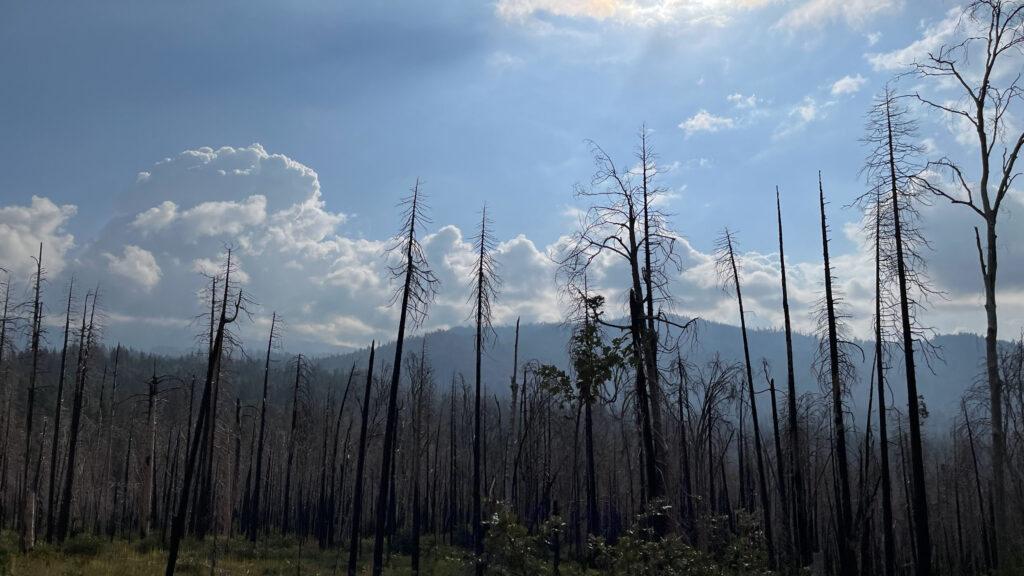 Some of the burnt trees we passed during our drive from Oakhurst, CA to Yosemite National Park