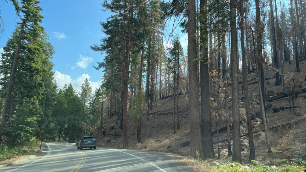 More burnt (and fallen) trees that we passed during our drive from Oakhurst, CA to Yosemite National Park