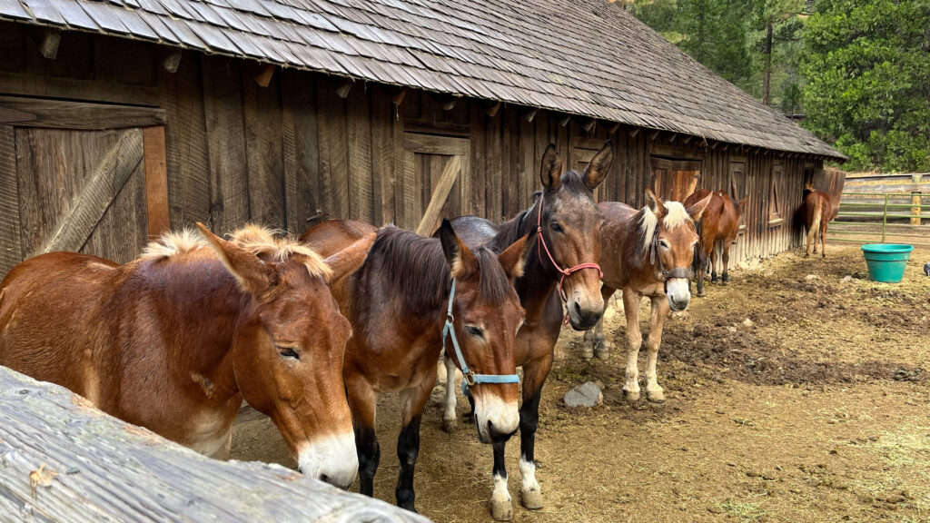 Horses at the Yosemite History Center in Yosemite National Park