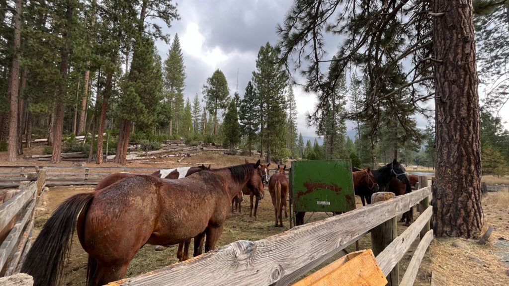 Horses at the Yosemite History Center in Yosemite National Park