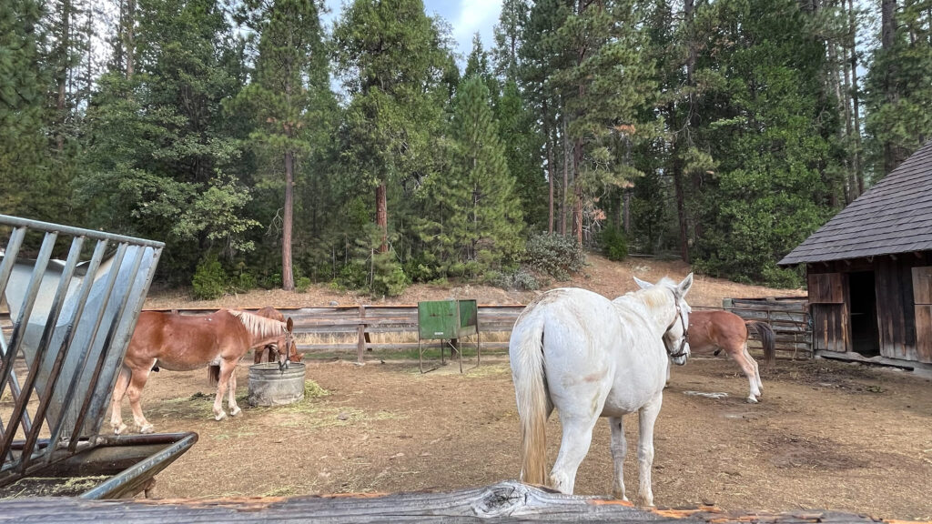 More horses at the Yosemite History Center in Yosemite National Park