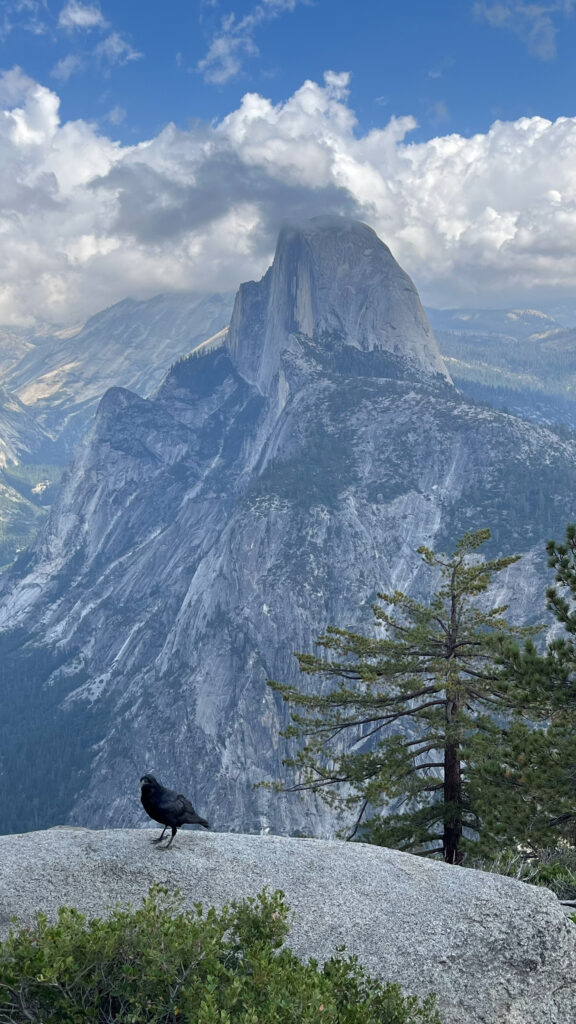 My husband took this photo from the small stone building at Glacier Point that you can enter to get some great views from in Yosemite National Park. I love that the bird was in his shot