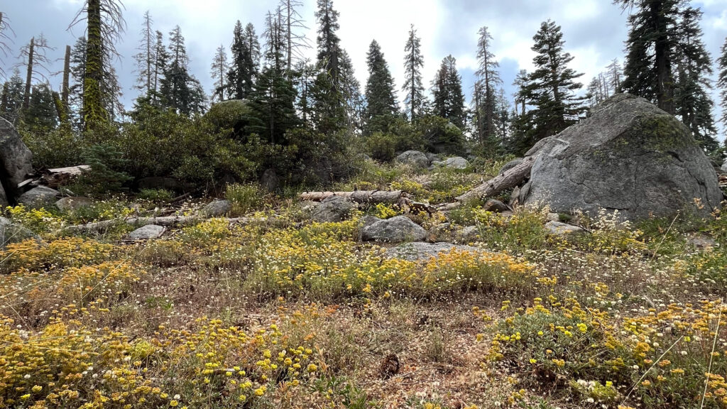 Wild flowers along the side of Taft Point Trail in Yosemite National Park 