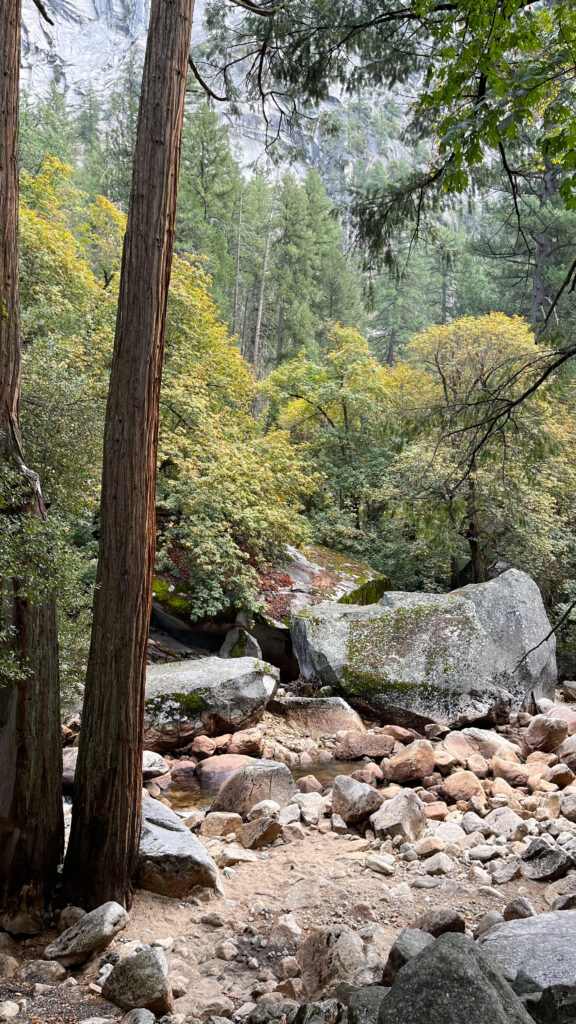 Along the side of Mirror Lake Trail in Yosemite Valley in Yosemite National Park