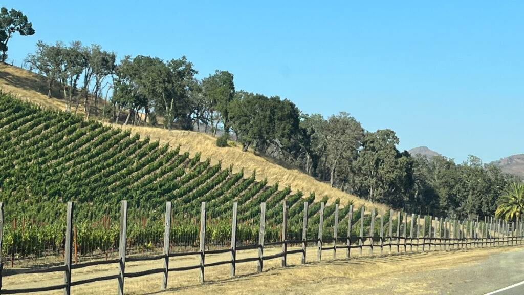 Sage Canyon Road (Highway 128) in Napa Valley on our way to Red Bluff, CA