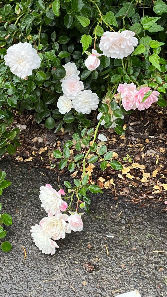 Pretty roses on the grounds of Pittock Mansion in Portland, OR