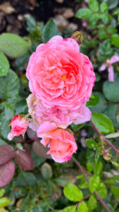 Pink roses (International Rose Test Garden in Portland, OR)