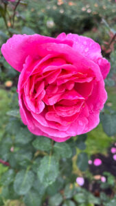 Hot pink rose (International Rose Test Garden in Portland, OR)