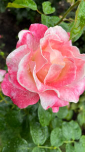 Rose in shades of pink (International Rose Test Garden in Portland, OR)