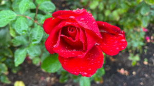 Red rose (International Rose Test Garden in Portland, OR)