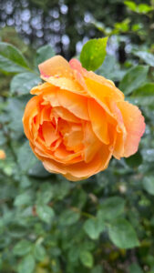 Orange rose (International Rose Test Garden in Portland, OR)