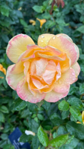 Yellow and pink rose (International Rose Test Garden in Portland, OR)