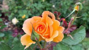 Orange rose with a bug on the petal and rose buds on each side (International Rose Test Garden in Portland, OR)