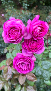 Four fuchsia colored roses (International Rose Test Garden in Portland, OR)