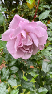 Light purple rose (International Rose Test Garden in Portland, OR)