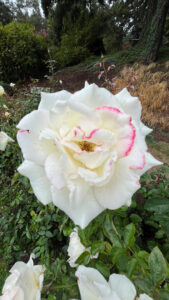 White rose with hot pink on some edges (International Rose Test Garden in Portland, OR)