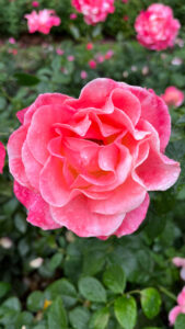 Rose with various shades of pink (International Rose Test Garden in Portland, OR)