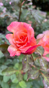 Rose with colors of peach, yellow and shades of pink (International Rose Test Garden in Portland, OR)