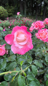 Rose bushes with roses having various shades of pink with ruffly petals (International Rose Test Garden in Portland, OR)