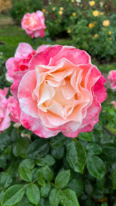 Rose colored with cream and various shades of pink with ruffly petals (International Rose Test Garden in Portland, OR)