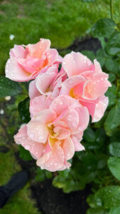 Light pink with light yellow colored roses (International Rose Test Garden in Portland, OR)